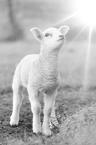 The listening lamb